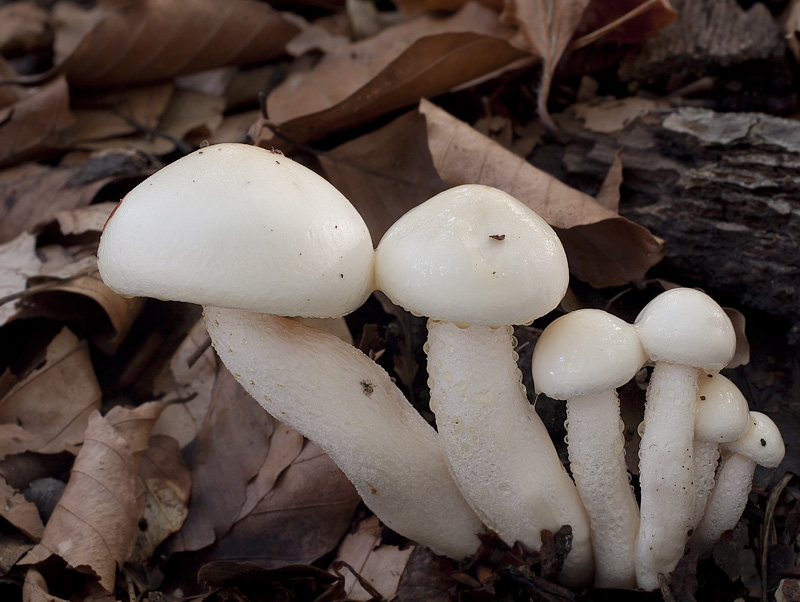 Hygrophorus discoxanthus